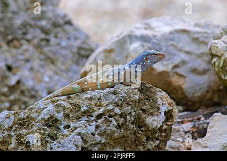 Eidechsen, Eidechsen, andere Tiere, Reptilien, Tiere, Bonaire Peitschenschwanz Lizard (Cnemidophorus murinus) männlich, auf Felsen ruht, Bonaire, Karibik Stockfoto