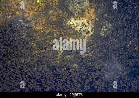 Westliche Kröte (Anaxyrus boreas) Kaulquappen, Masse in flachem Wasser, Meta See, Mount St. Helens, Washington State (U.) S.A. Stockfoto