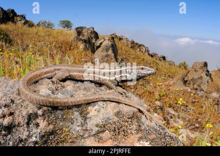 Kleine Kanarische Insel-Eidechse, kleine Kanarische Insel-Eidechsen, andere Tiere, Reptilien, Tiere, Eidechsen, Boettger-Eidechse (Gallotia caesaris gomerae) Stockfoto