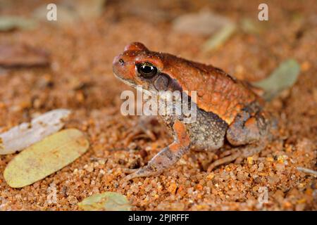 Rote Kröte, Rote Kröte, Amphibien, andere Tiere, Frösche, Kröte, Kröten, Tiere Rote Kröte (Schismaderma carens), UnterErwachsener, auf Sand sitzend, Südafrika Stockfoto