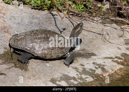 Westliche Kaspische Schildkröte, Balkan-Flussschildkröte, eurasische Flussschildkröte, östliche mediterrane Flussschildkröte, westliche kaspische Schildkröte Stockfoto