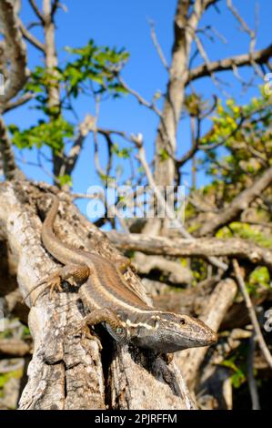 Kleine Kanarische Insel-Eidechse, kleine Kanarische Insel-Eidechsen, andere Tiere, Reptilien, Tiere, Eidechsen, Boettger-Eidechse (Gallotia caesaris gomerae) Stockfoto