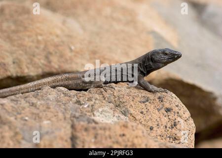 Kleine Kanarische Insel-Eidechse, kleine Kanarische Insel-Eidechsen, andere Tiere, Reptilien, Tiere, Eidechsen, Boettger-Eidechse (Gallotia caesaris gomerae) Stockfoto