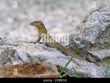 Eidechsen, Eidechsen, andere Tiere, Reptilien, Tiere, Bonaire Peitschenschwanz Lizard (Cnemidophorus murinus) männlich, auf Felsen ruht, Bonaire, Karibik Stockfoto