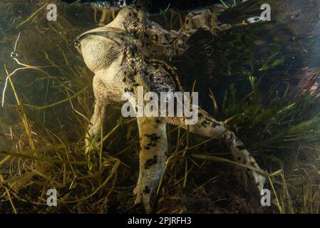 Westliche Kröte (Anaxyrus boreas) unter Wasser in einem Vernallenteich im Kreis Santa Clara, Kalifornien. Stockfoto