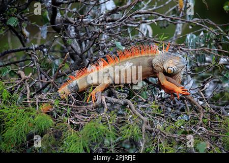 Grüner Leguan (Iguana-Leguan), Erwachsener auf einem Baum mit rötlicher Farbe, Wakodahatchee Wetlands, Delray Beach, Florida, USA Stockfoto