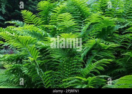 Matteuccia struthiopteris - Strauß Fern im Frühling. Stockfoto