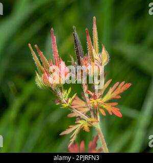 Die Frucht des Carolina-Krans (Carolina Geranium). Diese ganze einheimische Pflanze ist essbar, aber die Wurzel ist besonders nützlich in Kräutermitteln. Stockfoto