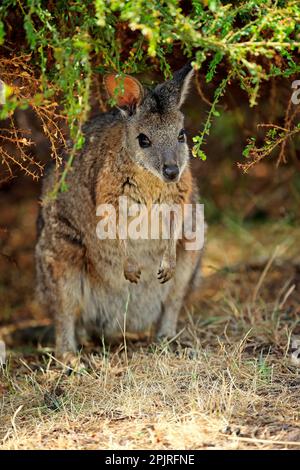 Tammar Wallaby (Macropus eugenii), Tammar Känguru, Dama Wallaby, adult, Kangaroo Island, Südaustralien, Australien Stockfoto