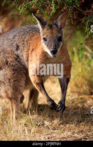 Tammar Wallaby (Macropus eugenii), Tammar Känguru, Dama Wallaby, adult, Kangaroo Island, Südaustralien, Australien Stockfoto