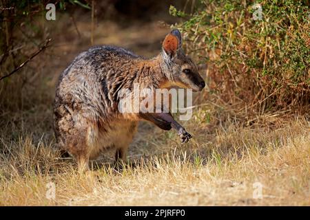 Tammar Wallaby (Macropus eugenii), Tammar Känguru, Dama Wallaby, adult, Kangaroo Island, Südaustralien, Australien Stockfoto