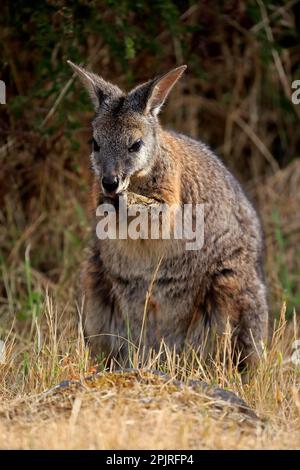 Tammar Wallaby (Macropus eugenii), Dama-Wallaby, Erwachsenenfütterung, Kangaroo Island, Südaustralien, Australien Stockfoto