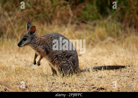 Tammar Wallaby (Macropus eugenii), Tammar Känguru, Dama Wallaby, adult, Kangaroo Island, Südaustralien, Australien Stockfoto