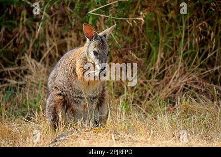 Tammar Wallaby (Macropus eugenii), Dama-Wallaby, Erwachsenenfütterung, Kangaroo Island, Südaustralien, Australien Stockfoto