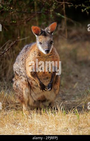 Tammar Wallaby (Macropus eugenii), Tammar Känguru, Dama Wallaby, adult, Kangaroo Island, Südaustralien, Australien, Ozeanien Stockfoto