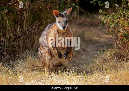 Tammar Wallaby (Macropus eugenii), Tammar Känguru, Dama Wallaby, adult, Kangaroo Island, Südaustralien, Australien Stockfoto