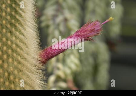 Silver Torch (Cleistocactus strausii) Cactus Stockfoto