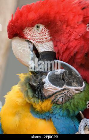 Roter und grüner Ara chloroptera und gelbbrühe tara Stockfoto