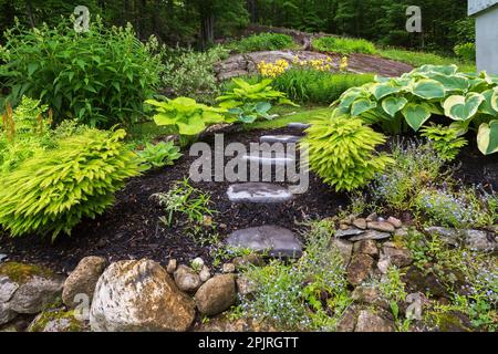 Myosotis laxa - Forget-me-Not, Adiantum pdatum - American Maidenhair Fern, Persicaria polymorpha - Fleeceflower, Hostas, Yellow Irises in Rock border. Stockfoto