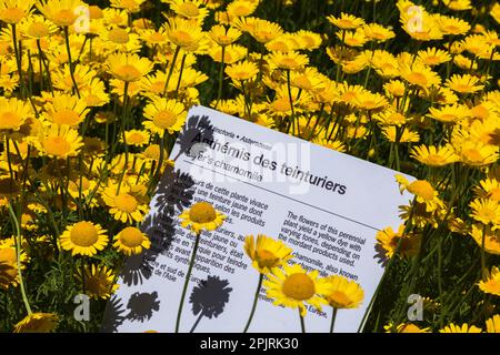 Anthemis tinctoria - Dyer's Chamomile im Sommer an der Grenze. Stockfoto