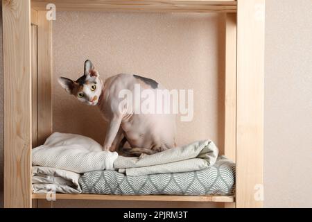 Süße Sphynx-Katze auf Holzregal nahe beiger Wand drinnen Stockfoto