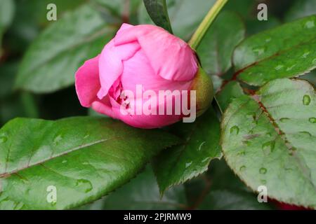 Schöne pinke Pfingstrosen mit Wassertropfen im Garten, Nahaufnahme Stockfoto