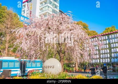 Ueno Cherry Blossoms, Ueno Park, Taito City, Tokio Stockfoto