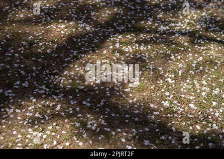 Washington, Usa. 03. April 2020. Die Kirschblütenpedale liegen entlang des Tidal Basin, während die Blütezeit in Washington, DC, am Montag, den 3. April 2023 endet. Foto: Bonnie Cash/UPI Credit: UPI/Alamy Live News Stockfoto