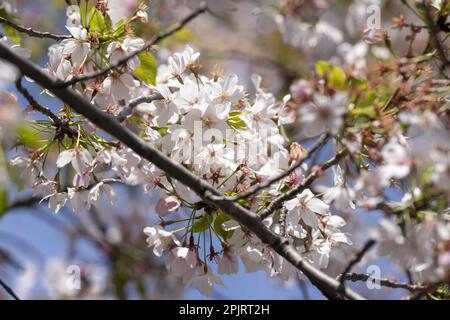 Washington, Usa. 03. April 2020. Kirschblüten blühen am Tidal Basin, während der Gipfel am Montag, den 3. April 2023, in Washington, D.C. zu Ende geht. Foto: Bonnie Cash/UPI Credit: UPI/Alamy Live News Stockfoto