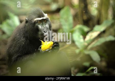 Eine Sulawesi-Schwarzkammmakake (Macaca nigra) isst eine Frucht im Wald von Tangkoko, Nord-Sulawesi, Indonesien. Klimawandel und Krankheiten stellen neue Bedrohungen für Primaten dar, so ein Team von Wissenschaftlern unter der Leitung von Miriam Plaza Pinto (Departamento de Ecologia, Centro de Biociências, Universidade Federal do Rio Grande do Norte, Natal, RN, Brasilien) in ihrem wissenschaftlichen Bericht über Natur, der im Januar 2023 veröffentlicht wurde. Ein 2017 von Rafael Reyna-Hurtado geleitetes Forschungspapier kam zu dem Schluss, dass der Klimawandel in jeder Jahreszeit „die Verfügbarkeit und Verteilung von Lebensmitteln beeinflusst, die sich ändern... Stockfoto