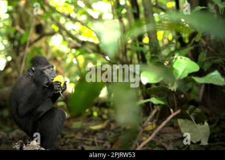 Eine Sulawesi-Schwarzkammmakake (Macaca nigra) isst eine Frucht im Wald von Tangkoko, Nord-Sulawesi, Indonesien. Klimawandel und Krankheiten stellen neue Bedrohungen für Primaten dar, so ein Team von Wissenschaftlern unter der Leitung von Miriam Plaza Pinto (Departamento de Ecologia, Centro de Biociências, Universidade Federal do Rio Grande do Norte, Natal, RN, Brasilien) in ihrem wissenschaftlichen Bericht über Natur, der im Januar 2023 veröffentlicht wurde. Ein 2017 von Rafael Reyna-Hurtado geleitetes Forschungspapier kam zu dem Schluss, dass der Klimawandel in jeder Jahreszeit „die Verfügbarkeit und Verteilung von Lebensmitteln beeinflusst, die sich ändern... Stockfoto