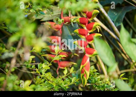 Die Blume der Heliconia rostrata, auch bekannt als hängende Hummerkralle oder falscher Vogel des Paradieses, eine wunderschöne tropische mehrjährige Pflanze, die zu Zierzwecken angebaut wird Stockfoto