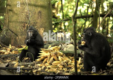 Junge Menschen von Sulawesi-Schwarzkammmakaken (Macaca nigra) ernähren sich von gefallenen Lianenfrüchten, während sie auf Waldgrund im Naturschutzgebiet Tangkoko, North Sulawesi, Indonesien, sitzen. Klimawandel und Krankheiten stellen neue Bedrohungen für Primaten dar, so ein Team von Wissenschaftlern unter der Leitung von Miriam Plaza Pinto (Departamento de Ecologia, Centro de Biociências, Universidade Federal do Rio Grande do Norte, Natal, RN, Brasilien) in ihrem wissenschaftlichen Bericht über Natur, der im Januar 2023 veröffentlicht wurde. Ein 2017 von Rafael Reyna-Hurtado geleitetes Forschungsteam kam zu dem Schluss, dass der Klimawandel in jedem... Stockfoto