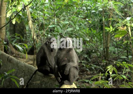 Sulawesi-Schwarzkammmakaken (Macaca nigra) im Naturschutzgebiet Tangkoko, North Sulawesi, Indonesien. Klimawandel und Krankheiten stellen neue Bedrohungen für Primaten dar, Laut einem Wissenschaftlerteam unter Leitung von Miriam Plaza Pinto (Departamento de Ecologia, Centro de Biociências, Universidade Federal do Rio Grande do Norte, Natal, RN, Brasilien) in ihrem wissenschaftlichen Bericht über die Natur, der im Januar 2023 veröffentlicht wurde, haben etwa ein Viertel der Primaten Temperaturen über historische Temperaturen. Die Wissenschaftler zeigten, dass sich die geeigneten klimatischen Eigenschaften aufgrund des Klimas ändern können... Stockfoto