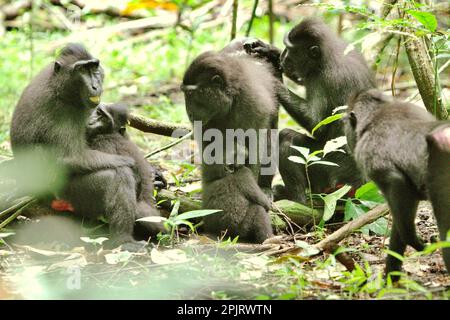 Eine Gruppe von Sulawesi-Schwarzkammmakaken (Macaca nigra) im Naturschutzgebiet Tangkoko, North Sulawesi, Indonesien. Klimawandel und Krankheiten stellen neue Bedrohungen für Primaten dar, Laut einem Wissenschaftlerteam unter Leitung von Miriam Plaza Pinto (Departamento de Ecologia, Centro de Biociências, Universidade Federal do Rio Grande do Norte, Natal, RN, Brasilien) in ihrem wissenschaftlichen Bericht über die Natur, der im Januar 2023 veröffentlicht wurde, haben etwa ein Viertel der Primaten Temperaturen über historische Temperaturen. Die Wissenschaftler zeigten, dass sich die geeigneten klimatischen Eigenschaften räumlich ändern können, weil... Stockfoto