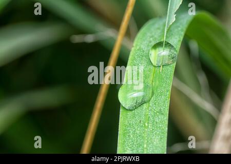 Winzige Wassertropfen auf der wilden Grasoberfläche Stockfoto