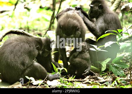 Eine Gruppe von Sulawesi-Schwarzkammmakaken (Macaca nigra) im Naturschutzgebiet Tangkoko, North Sulawesi, Indonesien. Klimawandel und Krankheiten stellen neue Bedrohungen für Primaten dar, Laut einem Wissenschaftlerteam unter Leitung von Miriam Plaza Pinto (Departamento de Ecologia, Centro de Biociências, Universidade Federal do Rio Grande do Norte, Natal, RN, Brasilien) in ihrem wissenschaftlichen Bericht über die Natur, der im Januar 2023 veröffentlicht wurde, haben etwa ein Viertel der Primaten Temperaturen über historische Temperaturen. Die Wissenschaftler zeigten, dass sich die geeigneten klimatischen Eigenschaften räumlich ändern können, weil... Stockfoto