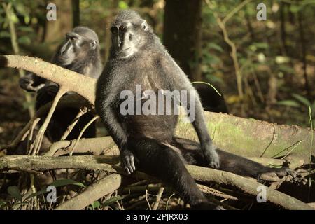 Sulawesi-Schwarzkammmakaken (Macaca nigra) im Naturschutzgebiet Tangkoko, North Sulawesi, Indonesien. Klimawandel und Krankheiten stellen neue Bedrohungen für Primaten dar, Laut einem Wissenschaftlerteam unter Leitung von Miriam Plaza Pinto (Departamento de Ecologia, Centro de Biociências, Universidade Federal do Rio Grande do Norte, Natal, RN, Brasilien) in ihrem wissenschaftlichen Bericht über die Natur, der im Januar 2023 veröffentlicht wurde, haben etwa ein Viertel der Primaten Temperaturen über historische Temperaturen. Die Wissenschaftler zeigten, dass sich die geeigneten klimatischen Eigenschaften aufgrund des Klimas ändern können... Stockfoto