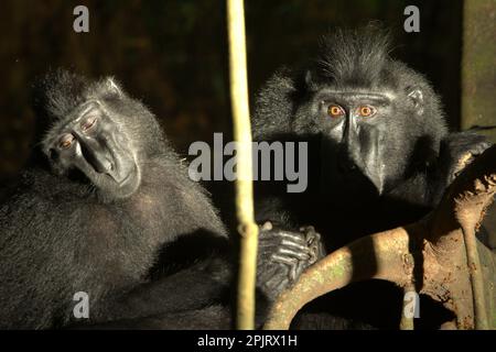 Sulawesi-Schwarzkammmakaken (Macaca nigra) im Naturschutzgebiet Tangkoko, North Sulawesi, Indonesien. Klimawandel und Krankheiten stellen neue Bedrohungen für Primaten dar, Laut einem Wissenschaftlerteam unter Leitung von Miriam Plaza Pinto (Departamento de Ecologia, Centro de Biociências, Universidade Federal do Rio Grande do Norte, Natal, RN, Brasilien) in ihrem wissenschaftlichen Bericht über die Natur, der im Januar 2023 veröffentlicht wurde, haben etwa ein Viertel der Primaten Temperaturen über historische Temperaturen. Die Wissenschaftler zeigten, dass sich die geeigneten klimatischen Eigenschaften aufgrund des Klimawandels räumlich ändern können Stockfoto