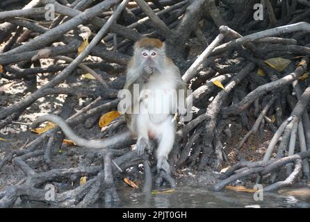 Nahaufnahme eines Makaken, der Brot an den Mangrovenwurzeln in der Nähe von Langkawi Island, Kedah, Malaysia isst Stockfoto