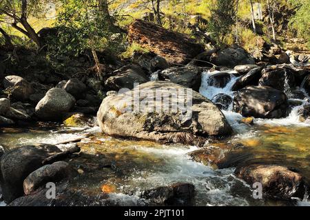 Ein schneller Bergbach mit großen Steinen im Bett fließt im Schatten hoher Bäume an einem Herbstabend. AK-Karum, Altai, Sibirien, Russland. Stockfoto