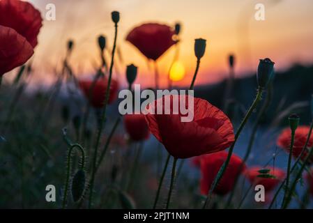 Mohn wächst am Straßenrand in den Sonnenstrahlen der Morgendämmerung, selektiver Fokus. Stockfoto