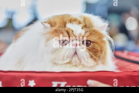 Die bikolorische persische Katze sitzt auf ihrem Haus Stockfoto