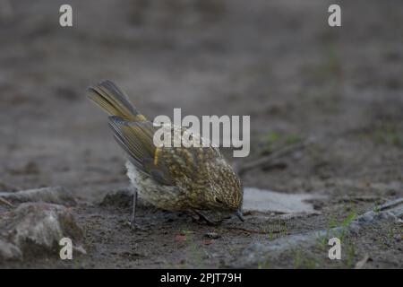 Juvenile Robin Erithacus rubecula sucht vor Ort nach Lebensmitteln im County Northumberland, Großbritannien Stockfoto