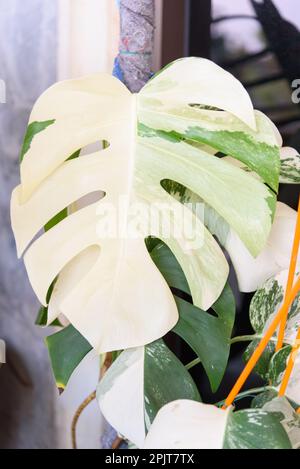 Monstera Borsigiana Albo hat sich im Topf vervielfältigt Stockfoto