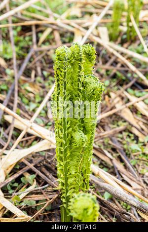 Junger Straußenfarn am Flussufer, japanisches „Kogomi“, wildes Gemüse im Frühling, Yokote-Stadt, Akita, Tohoku, Japan, Ostasien, Asien Stockfoto