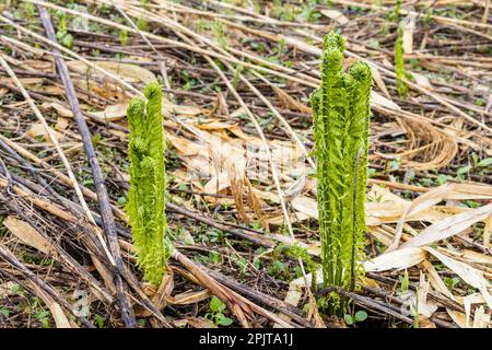 Junger Straußenfarn am Flussufer, japanisches „Kogomi“, wildes Gemüse im Frühling, Yokote-Stadt, Akita, Tohoku, Japan, Ostasien, Asien Stockfoto