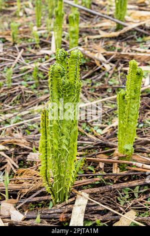 Junger Straußenfarn am Flussufer, japanisches „Kogomi“, wildes Gemüse im Frühling, Yokote-Stadt, Akita, Tohoku, Japan, Ostasien, Asien Stockfoto