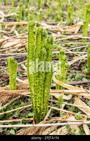 Junger Straußenfarn am Flussufer, japanisches „Kogomi“, wildes Gemüse im Frühling, Yokote-Stadt, Akita, Tohoku, Japan, Ostasien, Asien Stockfoto