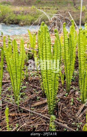 Junger Straußenfarn am Flussufer, japanisches „Kogomi“, wildes Gemüse im Frühling, Yokote-Stadt, Akita, Tohoku, Japan, Ostasien, Asien Stockfoto